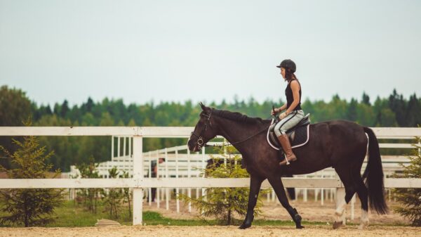 Beginner Equestrian Experience